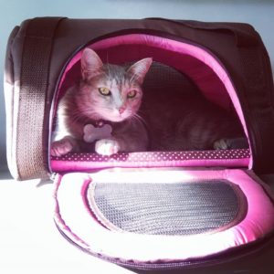 Bolsa de transporte gato